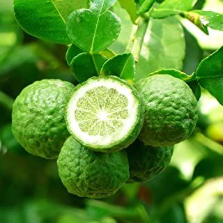 Heating A Greenhouse, Citrus Plant, Bergamot Orange, Plant Benefits, Kaffir Lime, Fruit Seeds, Dry Leaf, Organic Seeds, Ornamental Plants