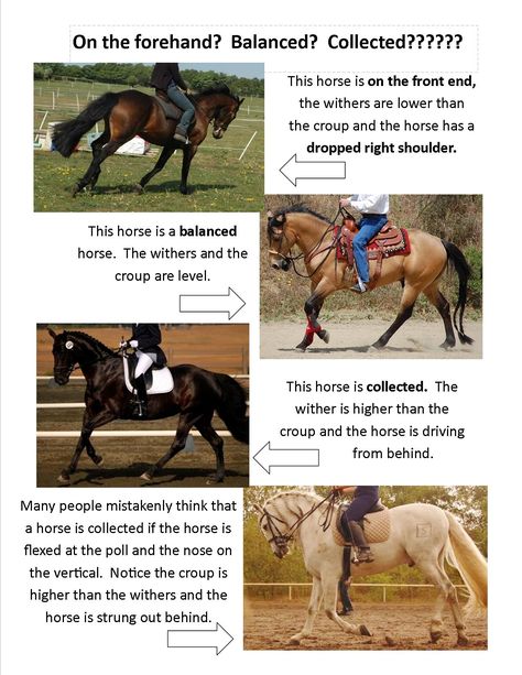 We often speak about making sure our horse is collected. Collection is important for every rider whether you trail ride or you are serious about showing. So what is collection and why is it so vita… Riding Tips, Horse Wormer Schedule, Workouts For Horseback Riders, Horse Collection Exercises, Exercises For Horse Riders, Trail Riding Horses, Horse Training Exercises, Horseback Riding Tips, Horse Lessons