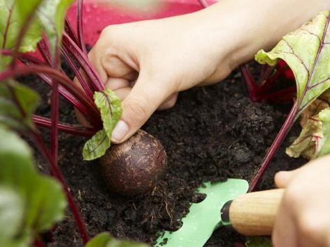 Beet harvesting is a very simple process that has two different methods along with countless preparations to consumer afterwards. How To Grow Beets, Grow Beets, Lily Plant Care, Growing Beets, Gemüseanbau In Kübeln, Growing Cilantro, Growing Vegetables In Pots, Growing Carrots, Hgtv Garden