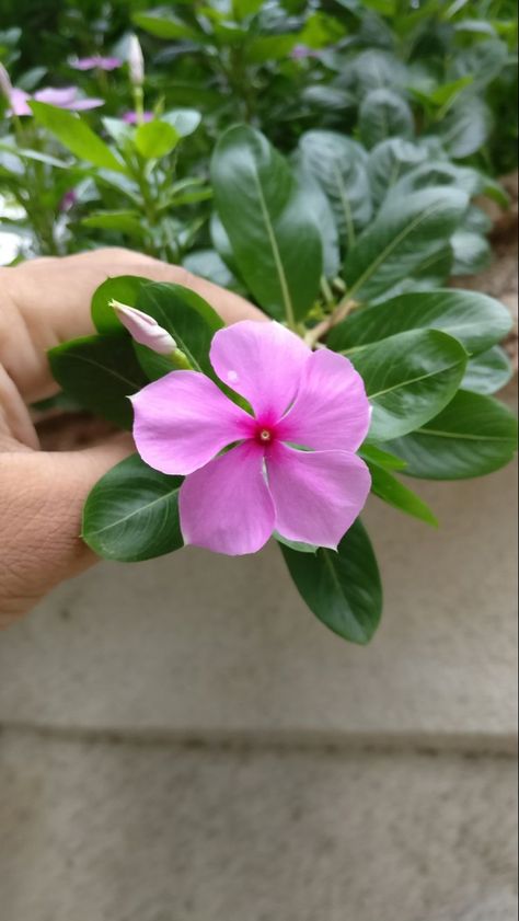 Madagascar Periwinkle, Flower Photography, Pink Flower, Madagascar, Flowers, Green, Photography, Pink