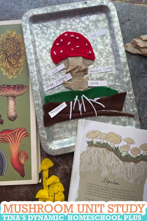 Fun Hands-on Free Mushroom Unit Study and Kids Learning Activities Homeschool Mushroom Study, Mushroom Project Ideas, Free Fall Unit Study, Mushroom Kindergarten Activities, Forest Unit Study, Mushroom Unit Study Free, Preschool Mushroom Activities, Mushrooms Activities For Kids, Mushroom Unit Study