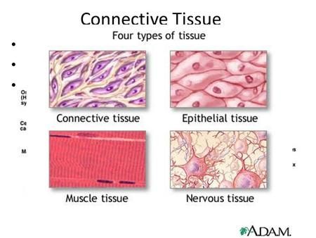 Tissue Biology, Integumentary System, Human Tissue, Basic Anatomy And Physiology, Cells And Tissues, Tissue Types, Organ System, Nursing School Studying, Medical School Studying