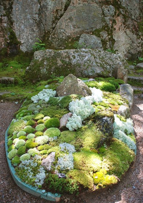 Moss Garden - Thuya Garden Northeast Harbor Maine | Flickr - Photo Sharing! Shaded Garden, Moss Gardens, Moss Growing, Tiny Worlds, Plantas Bonsai, Moss Garden, Miniature Garden, Fairy House, Mini Garden