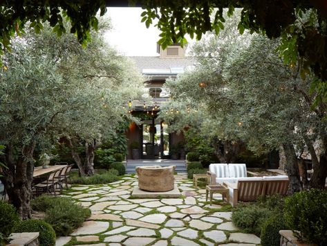 The Olive Tree: A Hardy Evergreen Tree for Shade & Classic Style Olive Trees Landscape, Olive Trees Garden, Mediterranean Garden Design, Garden Walkway, Beautiful Patios, Mediterranean Garden, Olive Trees, Shade Trees, Courtyard Garden