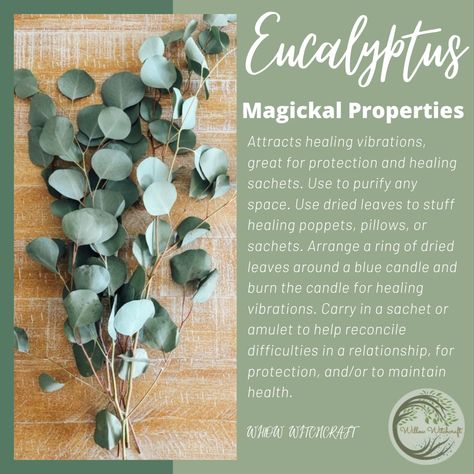 Willow Magical Properties, Ginkgo Leaf Witchcraft Uses, Eucalyptus Meaning Witchcraft, Eucalyptus Properties Magic, Angelica Leaves Witchcraft, Lime Magical Properties, Eucalyptus Magical Properties, Flowers Witchcraft, Magickal Plants