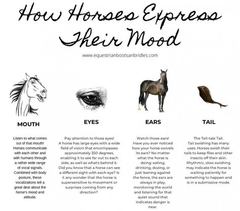 The Horse Emotions Chart Horse Emotions, Horse Color Chart, Emotions Chart, Simple Chart, Trail Riding Horses, Horse Behavior, Large Animal Vet, Horse Barn Ideas Stables, Horse Markings