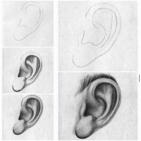 Ear Tutorial Drawing, Ear Sketch, Ears Drawing, Animal Sketches Easy, Easy Portrait Drawing, Ear Drawing, Pencil Drawing Pictures, How To Draw Ears, Pencil Drawing Images