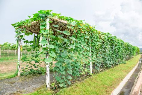 Permaculture, Trellis For Squash, Grow Squash Vertically, Grow Squash, Pumpkin Trellis, Squash Trellis, Growing Squash, Cucumber Trellis, Diy Garden Trellis