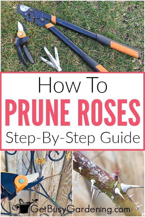 Caring For Roses Bushes, Rose Pruning Winter, Roses Support Ideas, How To Trim Rose Bushes For Winter, Trim Rose Bushes How To, How To Prune A Rose Bush, How To Care For Roses Bushes, How To Take Care Of Rose Bushes, Pruning Knockout Roses In Spring