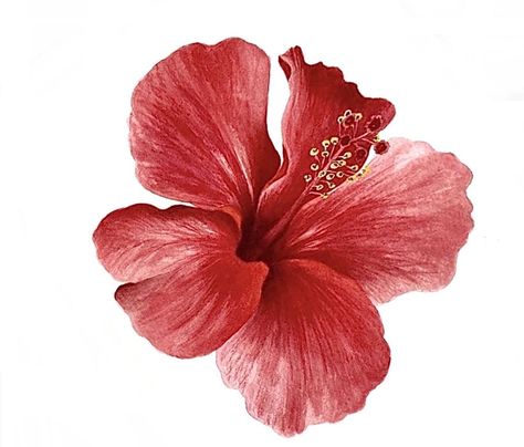 Propagate Hibiscus, Rose Flowers Drawing, Decoration Craft Ideas, Pot Drawing, Flowers Drawing, Flower Icons, Drawing Simple, Easy Flower, Nothing But Flowers