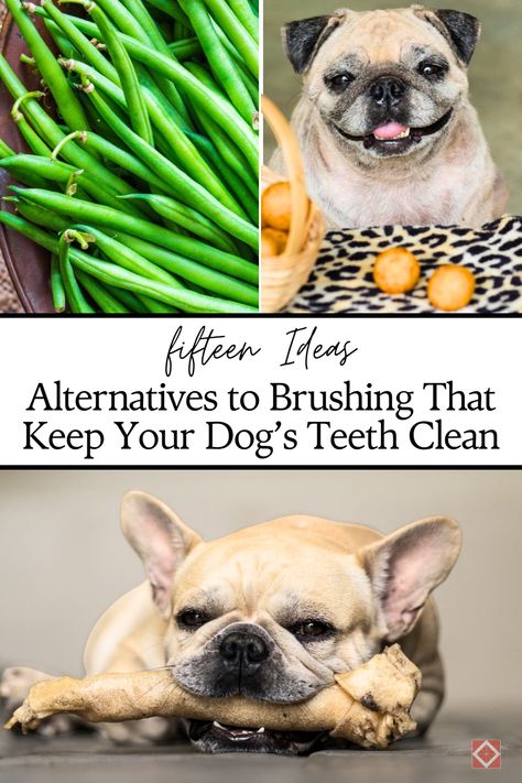 Get inspired with 15 alternatives to brushing that will help keep your dog’s teeth clean and healthy. These ideas include dental chews, oral gels, and natural bones, providing practical solutions for maintaining your dog’s oral hygiene.