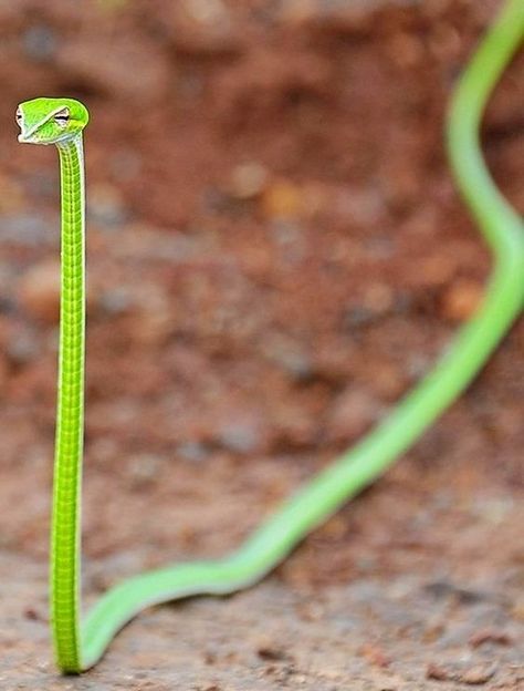 Venomous Snakes Have Triangle Heads: What You Were Taught Wrong About Identifying Venomous Species — Steemit Vine Snake, Snake Images, Snake Photos, Triangle Head, Snake Venom, Cute Snake, Beautiful Snakes, Reptiles And Amphibians, Funny Animal Memes