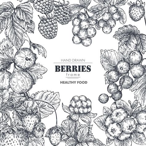 Strawberry Drawing, Square Border, Vegetable Illustration, Wine Label Design, Sketch Style, Hand Drawn Vector, Pattern Illustration, Label Design, Box Design