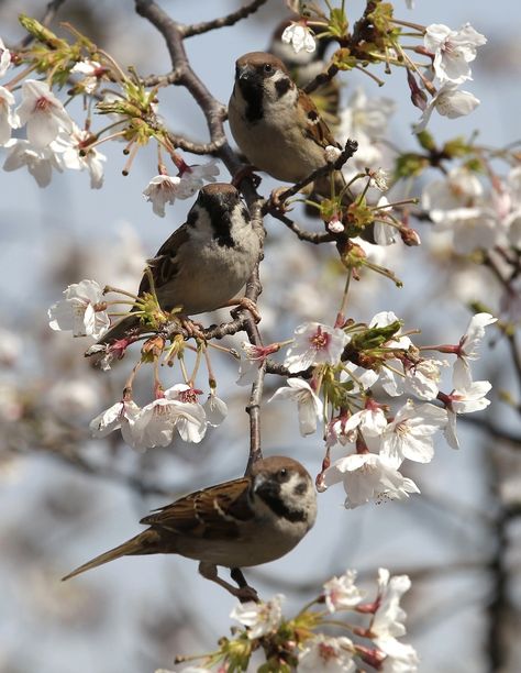 Birds & Cherry Blossoms - Japan April 5, 2012 Bird Cottage, Sparrow Tattoo, Japan Cherry Blossom, Cherry Blossom Japan, Bird Pictures, Little Birds, Love Birds, Bird Art, Beautiful Birds