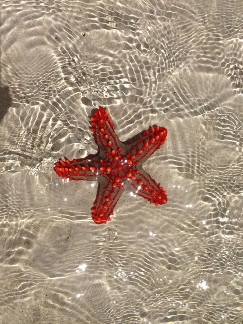 Sea stars Sea Stars Aesthetic, Red Coastal Aesthetic, Beach Red Aesthetic, Red Sea Aesthetic, Sea Stars, Sea Core Aesthetic, European Summer Aesthetic, Sea Of Stars, Red Beach