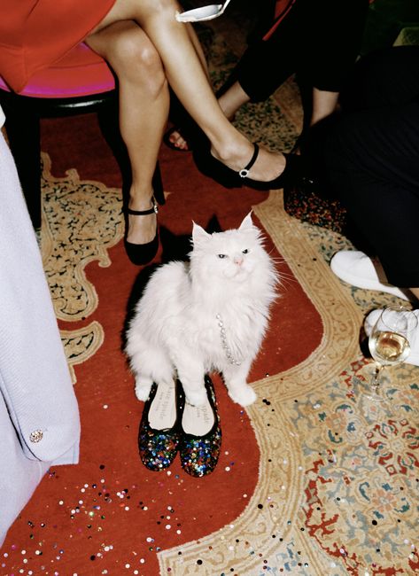 Kate Spade New York / Holiday 2020 Campaign Monica Bellucci, Holiday Campaign, Photographie Inspo, Foto Inspiration, Photography Inspo, 귀여운 동물, Sabrina Carpenter, Holiday Collection, White Cat