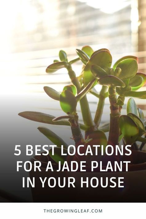 Discover the perfect spots to showcase your beautiful jade plant! 🌿 Whether you're a Feng Shui enthusiast or just want your plant to thrive, these 5 best locations in your house will make your jade plant flourish. From south-facing windows to strategic entryway placement, find out how to maximize sunlight and positive energy for your jade plant. 🏡🪴 #JadePlantCare #IndoorGardening #FengShuiPlants #HouseplantLove Jade Plants Indoor, How To Care For Jade Plant Indoors, Variegated Jade Plant, Jade Plant Care Indoor, Jade Plant Decor Ideas, Jade Plant Feng Shui, Jade Plant Indoor, Plants For Kitchen, Jade Plant Pruning