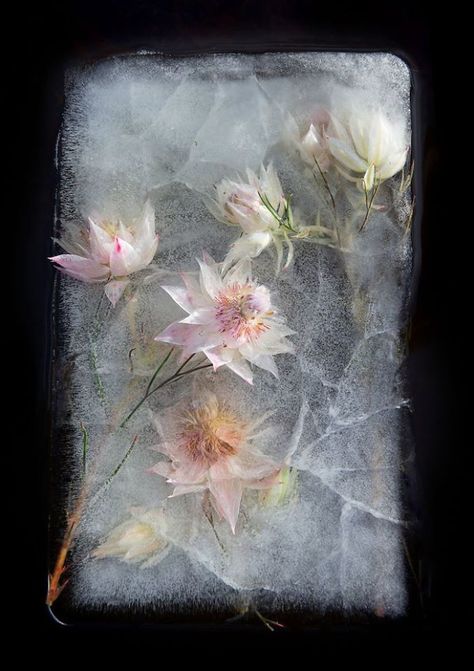 Frozen Flowers, Ice Flowers, Zero Degrees, Ice Photography, Ice Block, David Lachapelle, Flower Ice, Ice Art, Martin Parr