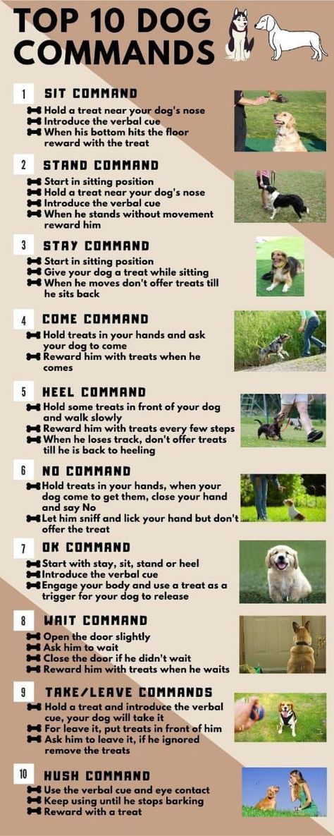 top 10 dog commands Puppy Schedule, Dog Walking Accessories, Dog Commands, Dog Remedies, Dog Advice, Companion Animals, Puppies Tips, Dog Mommy, Painting Concrete Porch