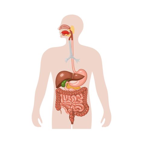 Digestive System Model, Digestive System Anatomy, Biology For Kids, Human Biology, Human Digestive System, Sistem Pencernaan, Systems Art, Creative School Project Ideas, The Digestive System