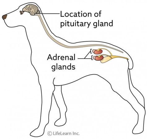 Adrenal Gland, Cushings Syndrome, Rare Disorders, Vet Assistant, Pituitary Gland, Adrenal Glands, Medical Terms, Cortisol Levels, Stressful Situations