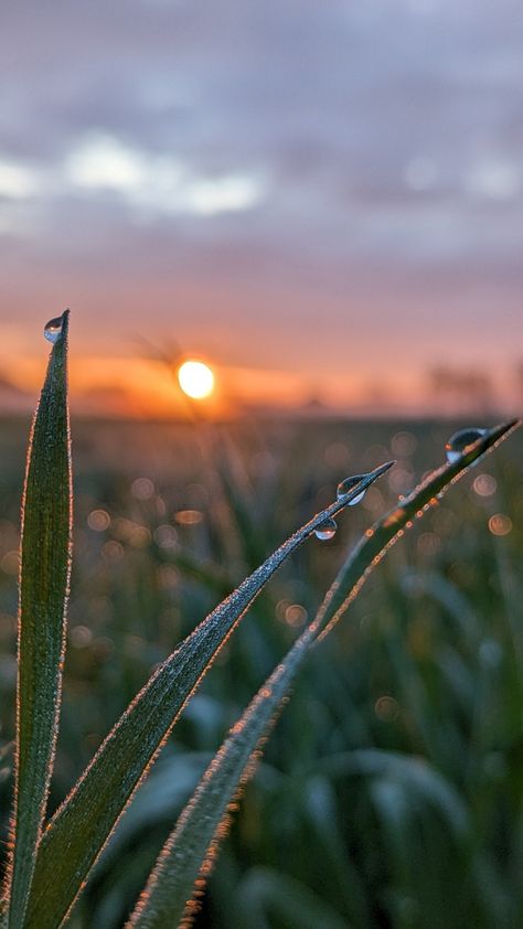 Morning photographs at sunrise. Gentle Morning Aesthetic, Morning Photoshoot Outdoor, Sunrise Walks Aesthetic, Good Morning Nature Sunrises, Early Morning Pictures, Morning Astethic, Morning Sunrise Aesthetic, Sunny Rain, Beautiful Morning Pictures