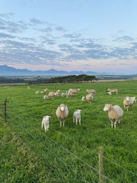 Sheep, farm, South Africa Sheep Aesthetic, Photography Ideas Nature, Nature Photography Ideas, Sheep Ranch, Ireland Aesthetic, Photography Mobile, Oil Painting Background, Nature Photography Tips, Future Farms