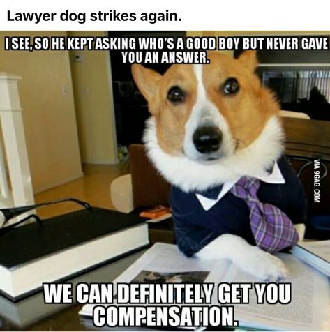 Unfortunately, my compensation will cost you 50% of your compensation in addition to my customary fee. Dog Logic, Lawyer Humor, Attorney Outfit, Funny Dog Memes, Relay For Life, Dog Rules, Funny Animal Memes, Law School, Funny Animal Pictures