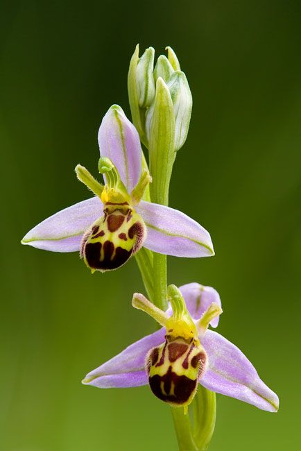 Bee Orchid, Wild Orchids, Orchid Photography, Strange Flowers, Wild Orchid, Orchid Care, Beautiful Orchids, Fruit Plants, Exotic Plants