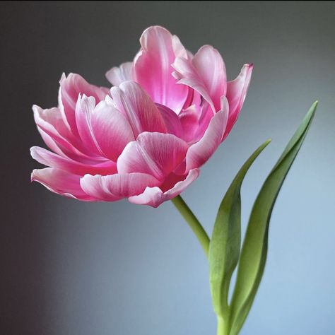 Tulip In Vase, Tulips Photography, Peony Tulips, Flower Vase Drawing, Flowers Black Background, Nature Photography Flowers, Tulips Art, Flower Close Up, Plant Fungus