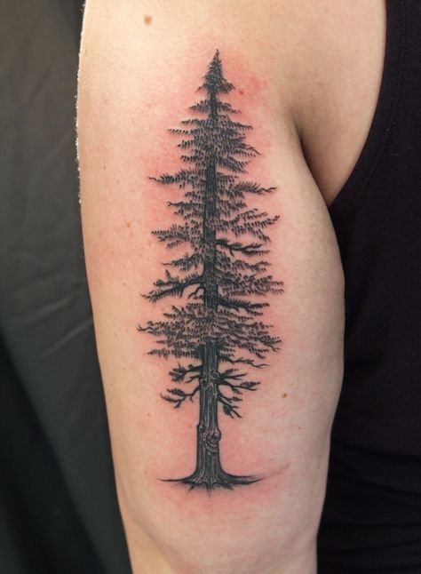 Nature, Coast Redwood Tattoo, Sequoia Tattoo, Cedar Tattoo, Cedar Tree Tattoo, Tree Tatoos, Chimera Tattoo, Redwood Tree Tattoo, Tattoo On Back Of Arm