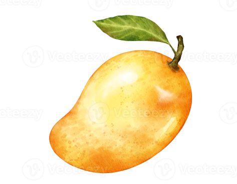 Mango Watercolor, Fruit Watercolor, Mango Fruit, Watercolor Illustration, Free Png, Mango, Clip Art, Fruit, Illustrations