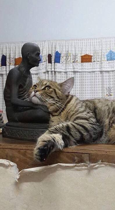 temple cats ☸️ Cat Sleeping With Human, Cat Buddha, Cat Boarding, Cat Sleeping, Here Kitty Kitty, Cute Cats And Kittens, I Love Cats, Kitty Kitty, Cats Meow