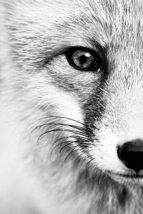 Animal Photography Dogs, Beauty Fotografie, Animal Photography Wildlife, Albino Animals, Fox Eyes, Black And White Face, Nature Drawing, Cute Fox, White Picture