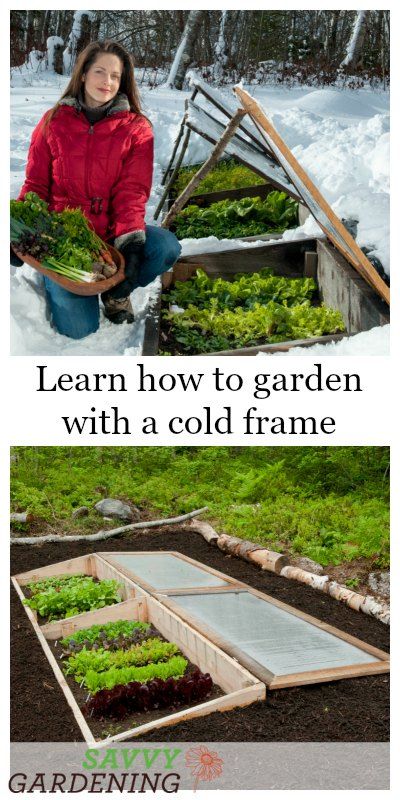 Learn how to garden with a cold frame for year-round harvests Permaculture, Cold Frame Diy How To Build, Cold Box Gardening, Diy Cold Frame Raised Beds, Cold Frames From Old Windows, Coldframe Ideas, Year Round Greenhouse, Strawbale Garden, Wisconsin Gardening