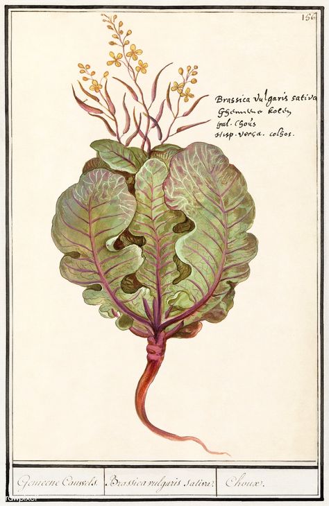 Cabbage, Brassica oleracea (1596–1610) by Anselmus Boëtius de Boodt. Original from the Rijksmuseum. Digitally enhanced by rawpixel. | free image by rawpixel.com Cabbage Illustration, Thesis Ideas, History Drawings, Brassica Oleracea, Global Food, Bunny Wallpaper, Antique Illustration, Botanical Illustrations, Vintage Farm