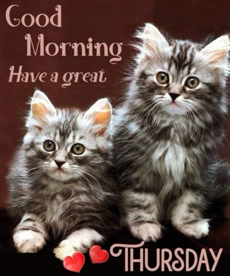 Thursday Cat Humor, Good Morning Thursday Cats, Good Morning It's Thursday, Good Morning Kittens, Thursday Good Morning Wishes, Happy Thursday Good Morning, Happy Thursday Pictures, Good Morning Cats, Thursday Good Morning