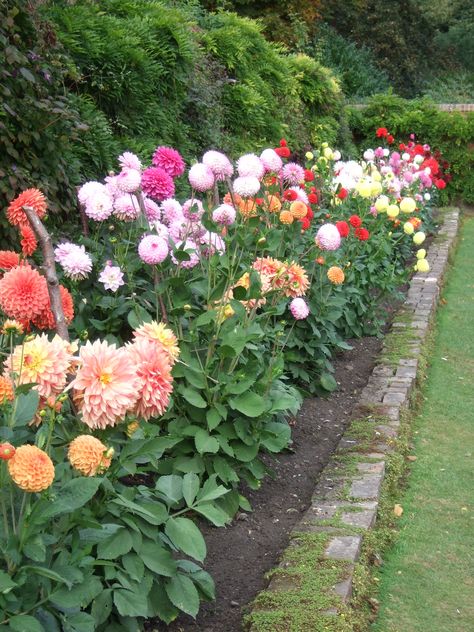 Bonito, Dalia Flower, Dahlia Flower Garden, Flower Garden Plans, Dahlias Garden, Cut Flower Garden, Flower Landscape, Wildflower Garden, Garden Yard Ideas