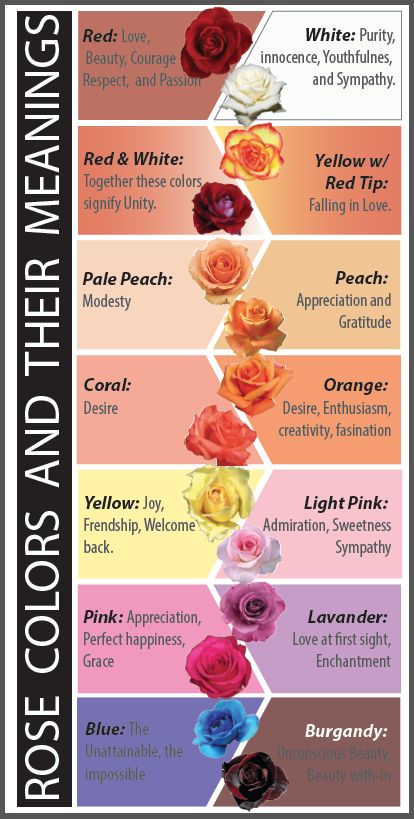 Rose Color Symbolism, Roses Symbolism, Flower Messages, Colors And Their Meanings, Roses Pinterest, Rose Color Meanings, Rose Colors, Flower Language, Flower Meanings