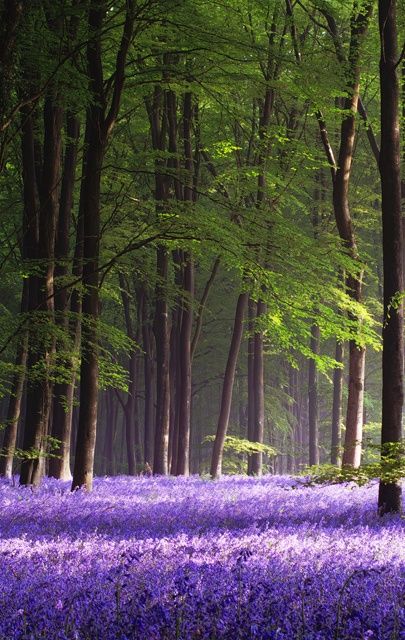 Enchanted forest Bluebell Woods, Hampshire England, Tall Trees, Green Gables, Simple Beauty, Pretty Places, Wisteria, Oahu, Hampshire