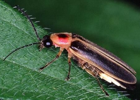 male Big Dipper Firefly. The lamp organ is much smaller in females. Firefly Photography, Windsor Ontario, Big Dipper, Nature Center, Firefly, Windsor, Animal Pictures, Ontario, Insects