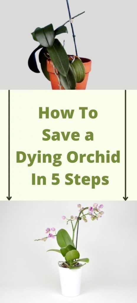 Care Of Orchids How To Take, How To Care For An Orchid House Plants, Orchid Care Repotting, Revive Orchid Plant, Orchid Care In Water, How To Save Orchid Plant, Ideas For Steps In House, How To Care For House Plants, Watering Orchids Tips