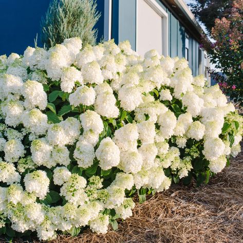 With compact habit and fantastic heat tolerance, Little Hottie® is a versatile panicle hydrangea that has full flower heads that open green and turn sparkling white. Little Hottie® is covered in large blooms held up on strong stems. As evening temperatures drop in the fall, blooms turn antique shades of white and pink. Magnolia Tree Landscaping, Hydrangea Shade, Bobo Hydrangea, Nursery Needs, Hardy Hydrangea, Big White Flowers, Hydrangea Landscaping, Hydrangea Shrub, Smooth Hydrangea