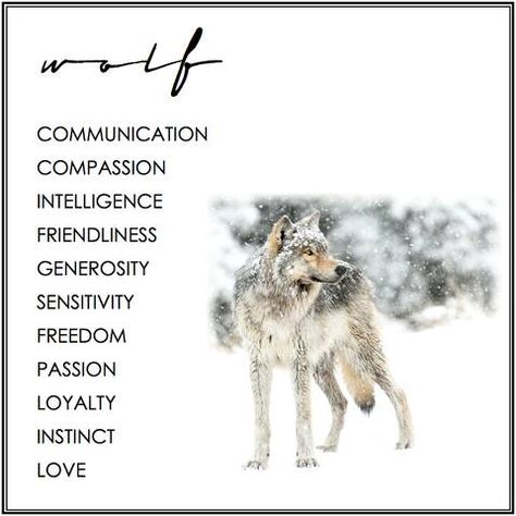 Spirit Animal Wolf, Raccoon Spirit Animal Meaning, Wolf Spiritual Meaning, Coyote Spirit Animal Meaning, Black Wolf Spirit Animal Meaning, Wolf Meaning, Wolf Symbolism, Animal Totem Spirit Guides, Spirit Animal Meaning