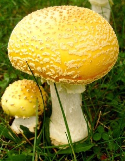 Yellow Mushroom Aesthetic, Yellow Cottagecore, The Magic Faraway Tree, Fly Agaric Mushroom, Faraway Tree, Yellow Mushroom, Lichen Moss, Amanita Muscaria, Slime Mould