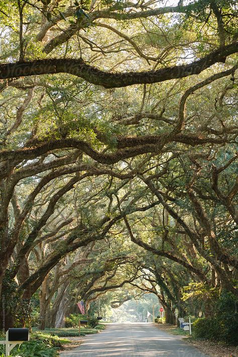 Nature, Magnolia Springs Alabama, Southern States Aesthetic, Oak Tree Aesthetic, Springs Aesthetics, Billy Bibbit, Southern Live Oak Tree, Alabama Aesthetic, Memphis Aesthetic