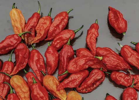 Looking for the ultimate chili fix? Grab a glass of milk, because we’ve found the 17 most tongue-scorching spicy restaurants in LA. Chili Pepper Plant, Ghost Chili, Bhut Jolokia, Sugar Beets, Pepper Plant, Hot Pepper Seeds, Ghost Peppers, Pepper Plants, Hot Peppers