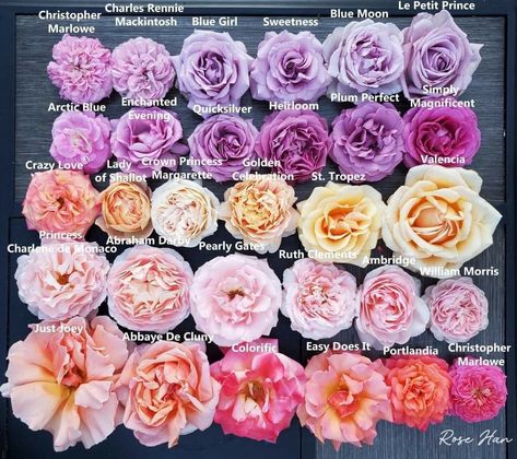 Forest Quinceanera, Farm Names, David Austin Rose, Rose Gardening, Rose Colors, Cut Flower Farm, Peaceful Day, Austin Rose, Rose Varieties