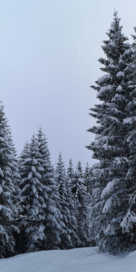 Snow Nature Wallpaper, Christmas Phone Wallpaper Trees, Snowy Tree Aesthetic, Pine Trees In Snow, Snowy Trees Aesthetic, Winter Trees Aesthetic, Snow Trees Wallpaper, Snowy Aesthetic Wallpaper, Snowy Trees Wallpaper