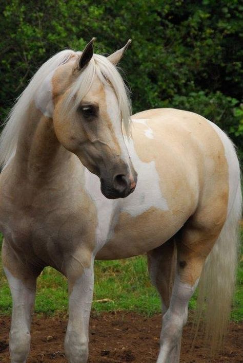 Palomino paint. These horses are very rare because I never seen any horse this color. Paint Horses, Quarter Horses, Cheval Pie, Pinto Horse, Palomino Horse, Horse Inspiration, Paint Horse, Horse Dressage, Dream Horse